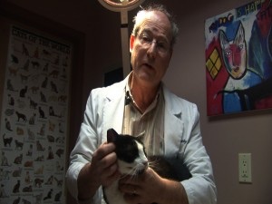 Dr.Turetsky examines stray cat